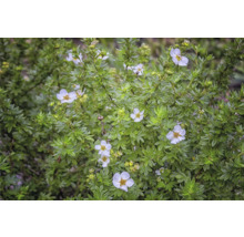 Blommande buske med blad och blommor