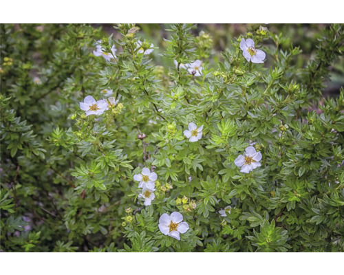 Blommande buske med blad och blommor