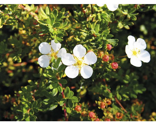 Liten buske med vita blommor