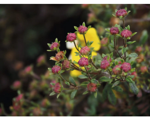 Närbild av en buskveronikaplant med blomknoppar och gröna blad.