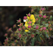 Närbild av knoppar av cistrosblommor med gröna blad