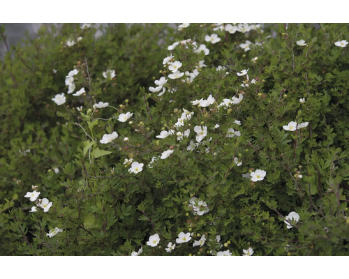 Blommande dvärg buske med vita blommor för trädgården.