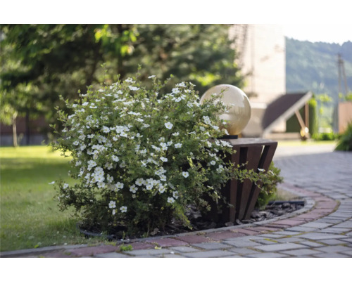 Trädgårdslandskap med blommande buske och dekorativ trädgårdskula