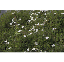 Blommande buske med små vita blommor