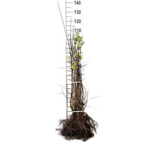 Körsbärsplommon OMNIA GARDEN Prunus Cerasifera 50-80cm 10-pack