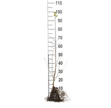 Körsbärsplommon OMNIA GARDEN Prunus Cerasifera 50-80cm 10-pack