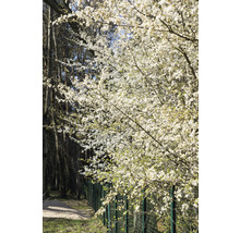 Blommande träd i trädgården