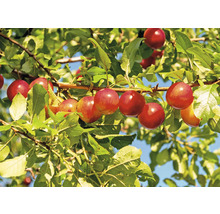 Körsbärsplommon OMNIA GARDEN Prunus Cerasifera 50-80cm 10-pack