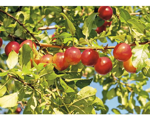 Plommonträd med mogna frukter och gröna blad