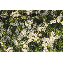 Körsbärsplommon OMNIA GARDEN Prunus Cerasifera 50-80cm 10-pack