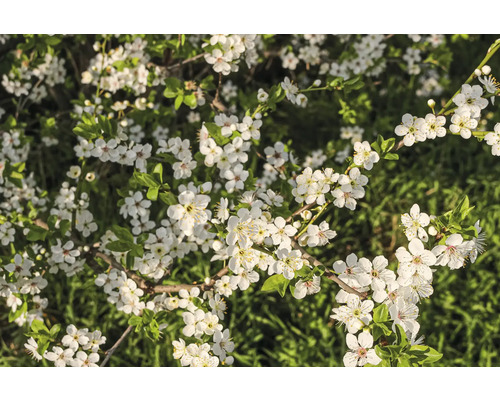 Blommande gren med vita blommor
