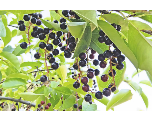 Klasar av häggmispel med blad