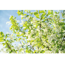 Blommande träd med vita blommor och gröna blad mot en blå himmel