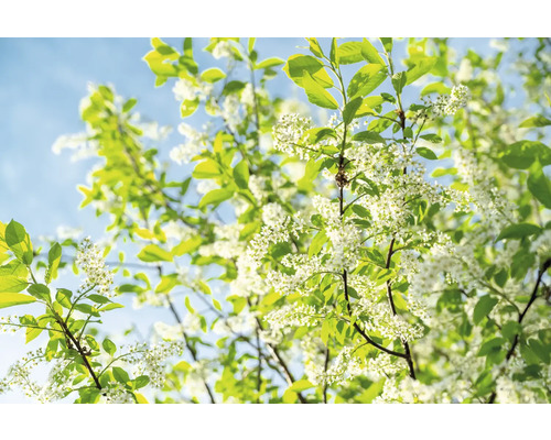 Blommande träd med vita blommor och gröna blad mot en blå himmel