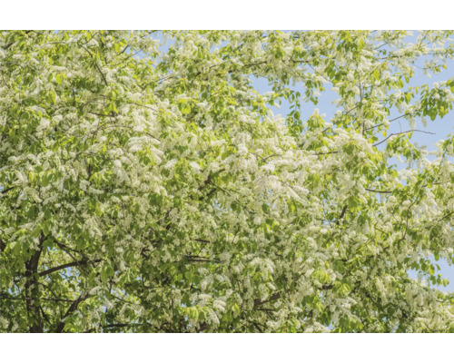 Blommande träd med vita blommor