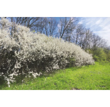 Rad av blommande slånbärsbuskar på en äng