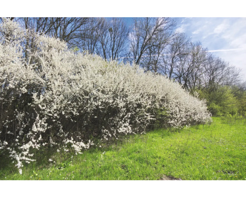Rad av blommande slånbärsbuskar på en äng