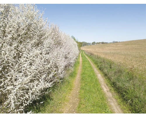 Åkerfält på våren med blommande buskar