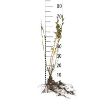 Röda vinbär Ribes rubrum planta med rotklump och storleksskala