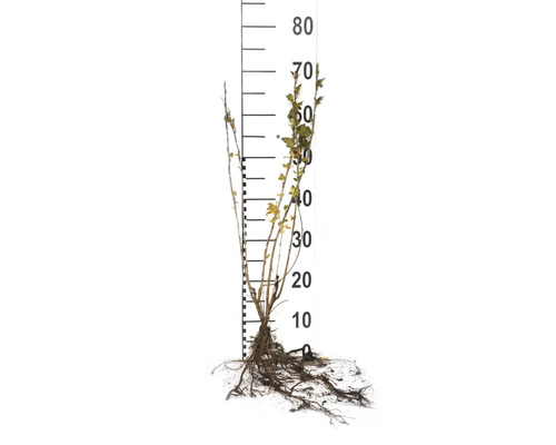 Röda vinbär Ribes rubrum planta med rotklump och storleksskala