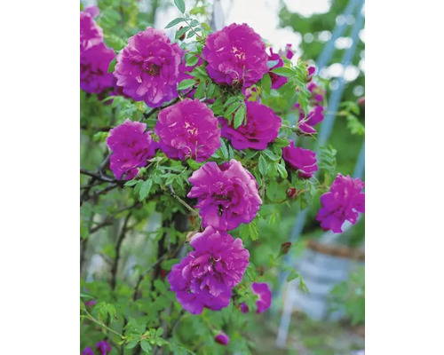 Blommande ros med violetta blommor och gröna blad.