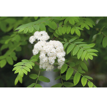 Blomställning av rönn med blad