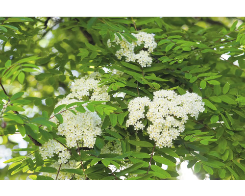 Blommande rönn med vita blommor