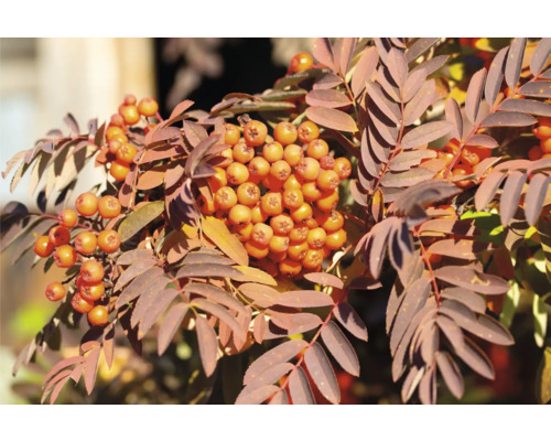 Rönn med bär och blad