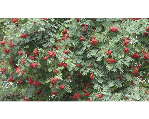 Närbild av ett rönnträd med mogna, röda bär