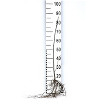 Unga träd med rötter intill en centimeter.