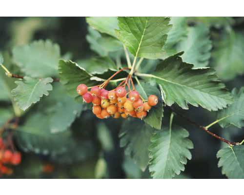 Närbild av rönnbär med blad