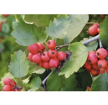 Häggmispel med frukter och blad