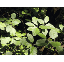 Blad av rönn