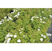 Spirea med vita blommor och gröna blad