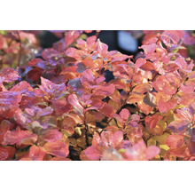 Dekorativ buske med röda blad i trädgården