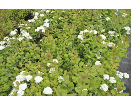 Spirea med vita blommor och gröna blad