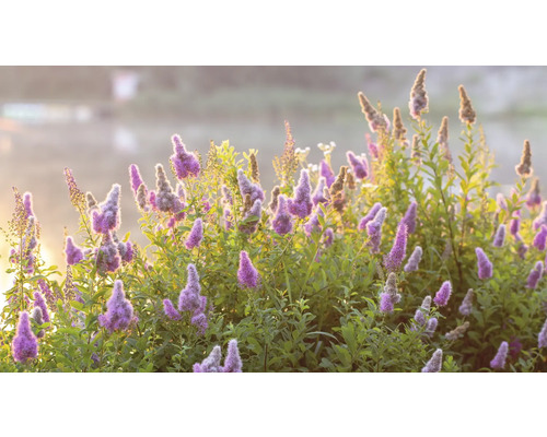 Närbild av blommande spirea buskar i trädgården.