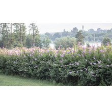 Buxbomhäck med lila blommor i trädgården