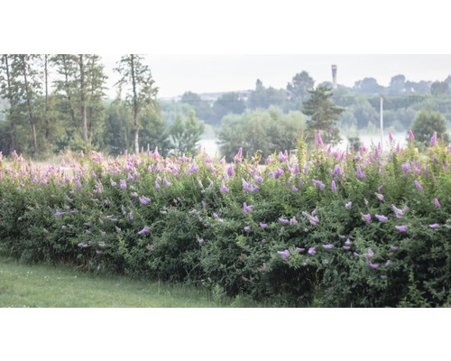 Buxbomhäck med lila blommor i trädgården