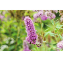 Blomma av spirea i detalj