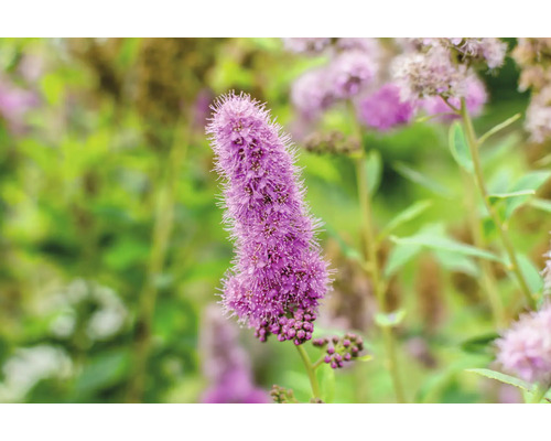 Blomma av spirea i detalj