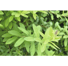 Närbild av en Spirea buske med gröna blad