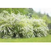 Häck med små vita blommor i trädgården