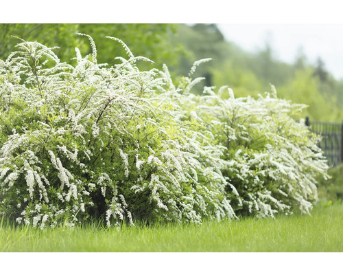 Häck med små vita blommor i trädgården