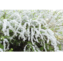 Blommande brudspirea med vita blommor