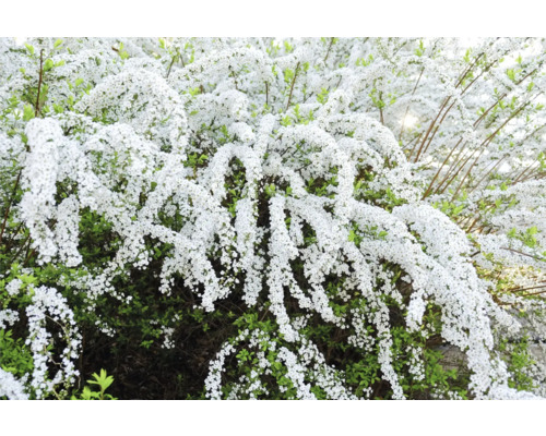 Blommande brudspirea med vita blommor