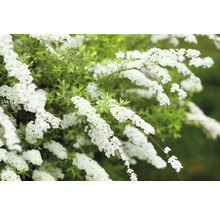 Blommande vit buske med gröna blad