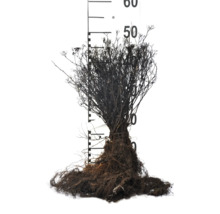 Rotklump av en växt med måttstock