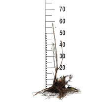 Syren OMNIA GARDEN Syringa Vulgaris 30-50cm 10-pack
