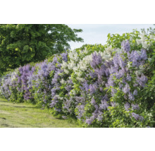 Syren OMNIA GARDEN Syringa Vulgaris 30-50cm 10-pack